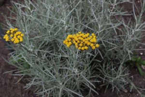 helichrysum italicum (1) (1200 x 800)